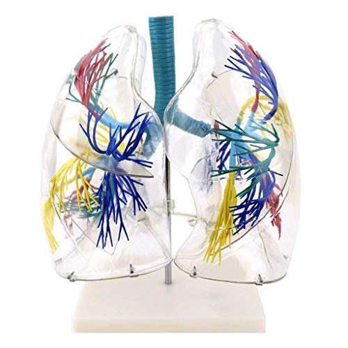 Lehrmodell, medizinisches anatomisches Lungenmodell, transparenter Bronchialbaum, Thoraxchirurgie, Atemwegswissenschaft von Generic