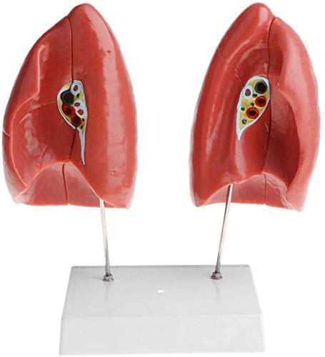 Lehrmodell 1: 1 Modell Lunge abnehmbar, 4-teiliges anatomisches Modell der menschlichen Körperstruktur, Lehrmaterialien von Generic