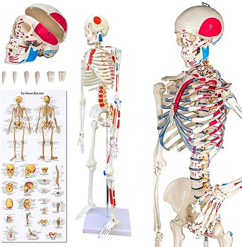 Lehrmodell 85CMSkeleton Skelett Anatomisches Modell Menschliche Größe Natur für den Unterricht in medizinischen Kliniken von Generic