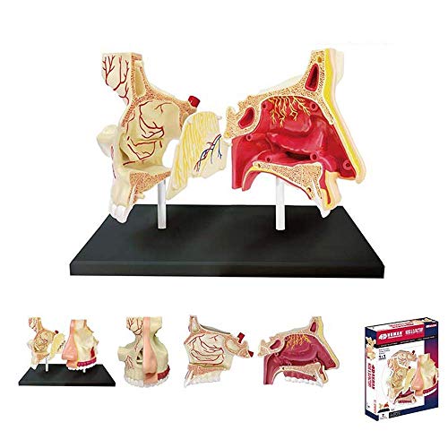 Lehrmodell Anatomisches Modell menschlicher Organe l Organanatomiemodus 27 abnehmbare Teile Medizinisches Lehrmodell, m Lehrmodell Anatomisches Modell menschlicher Organe l Organanatomiemodus 27 abnehmbare Teile Medizinisches Lehrmodell, m von Generic