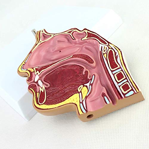 Lehrmodell Anatomisches l Modell Medizinisches Anatomisches HNO-Endoskopiemodell Menschliches Organ Anatomisches Modell Lehrmodell Anatomisches l Modell Medizinisches Anatomisches HNO-Endoskopiemodell Menschliches Organ Anatomisches Modell von Generic