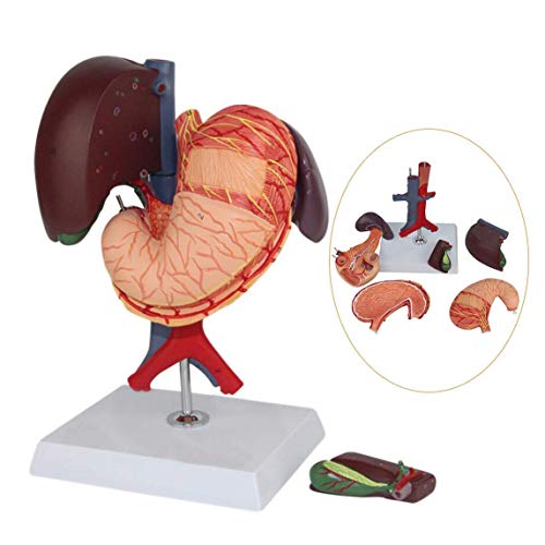 Lehrmodell Hepatopankreatisches Zwölffingerdarm-Abschnittsmodell Zwölffingerdarm-Anatomisches Modell Menschliche innere von Generic