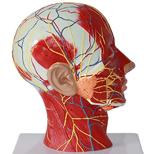 Lehrmodell Menschlicher Schädel Kopf Hals Anatomisches Modell Wissenschaftliche menschliche Anatomie Sagittalebene Oberf von Generic