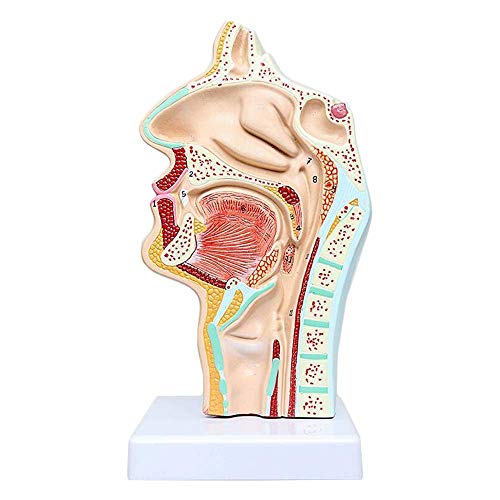 Lehrmodell l Hohlraum-Hals-Modell Menschliches Organ Anatomisches Modell Anatomisches l Hohlraum-Hals-Anatomie Medizini Lehrmodell l Hohlraum-Hals-Modell Menschliches Organ Anatomisches Modell Anatomisches l Hohlraum-Hals-Anatomie Medizini von Generic