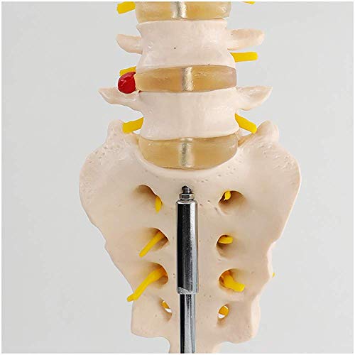 Lendenwirbelmodell mit 5 Lendenwirbeln und Steißbein – menschliches Lendenwirbelmodell – 1:1 anatomisches Lendenwirbelmo von Generic