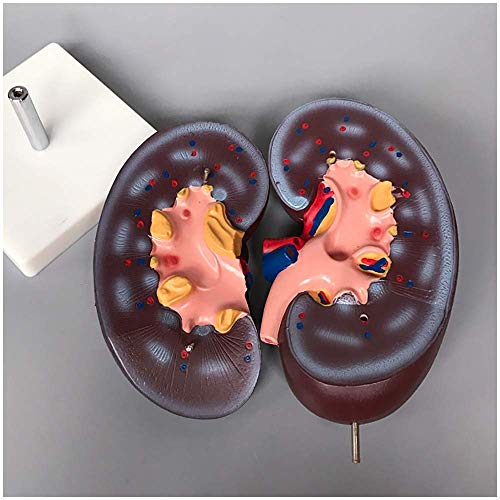 Lernmodell, 2-fache Vergrößerung, menschliches Nierenmodell, medizinisches anatomisches Nierenmodell, menschliches Orga von Generic