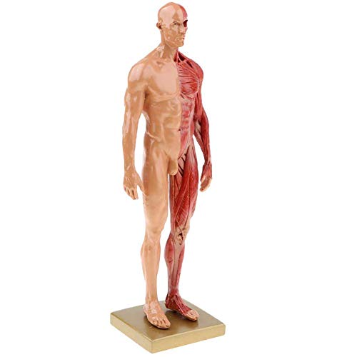 Lernmodell, Anatomisches Modell des menschlichen Körpers, weibliche und männliche Anatomiefigur, menschlicher Muskel und von Generic