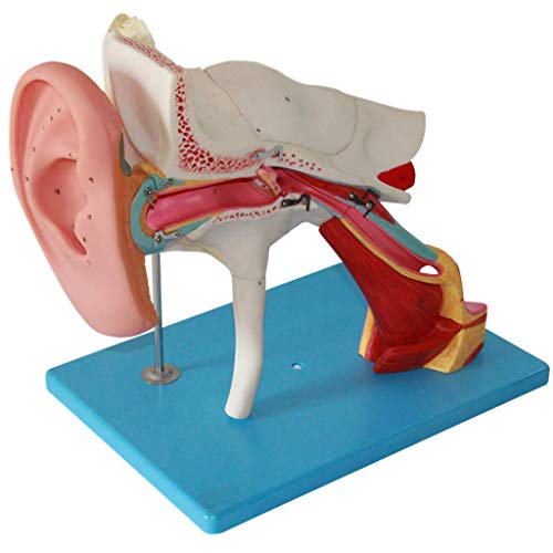 Lernmodell, abnehmbares Ohrmodell, menschliches Organ, anatomisches Modell, anatomisches menschliches Riesenohrmodell, m von Generic