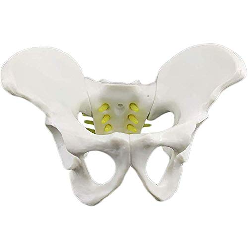 Lernmodell 1: 1 Lebensgroßes Poolmodell, Kleiner Pool mit Spinalnerven und Wirbelsäule, Schwanznervenmodell, anatomische von Generic