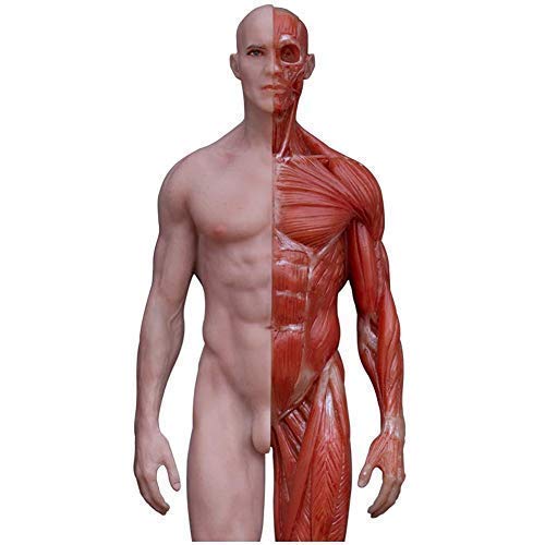 Lernmodell 11,8 Zoll/30 cm Menschliche Anatomiefigur Männliche Anatomiefigur Modell Menschliches Anatomisches Muskelkno von Generic