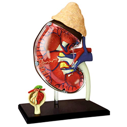 Lernmodell Anatomisches Modell der menschlichen Niere 1:1 Lebensgroßes anatomisches Modell des menschlichen Organs Abneh von Generic
