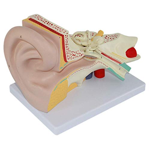 Lernmodell Anatomisches menschliches Riesenohrmodell Menschliches Organ Anatomisches Modell Abnehmbares Ohrmodell für B von Generic