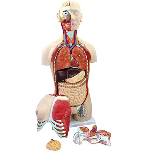 Lernmodell Menschlicher Torso Anatomisches Modell 85CM Torso Anatomisches Modell Menschliches Uni-Torso-Modell Abnehmbar von Generic