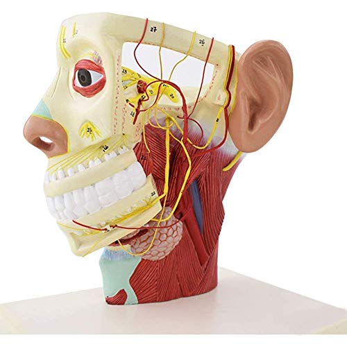 Lernmodell Menschliches Kopfmodell Menschliche Anatomie Halber Kopf Gesichtsanatomie Gehirn Hals Medianschnittmodell Ner von Generic