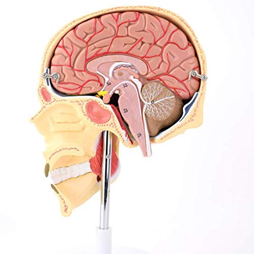 Lernmodell Trigeminusgehirn Schädel Anatomisches Modell Menschlicher Kaumuskel Maxillofazialer Nerv Arterien und Venen von Generic