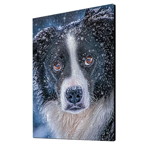 Malen Nach Zahlen Erwachsene Hund DIY Set Erwachsene mit Leinwand zum Bemalen Winter 135x100 cm 36 Farben Acrylfarben Set und Pinsel, Malen Nach Zahlen Kinder für Deko Wohnzimmer Geschenke 2YH-2170 Malen Nach Zahlen Erwachsene Hund DIY Set Erwachsene mit Leinwand zum Bemalen Winter 135x100 cm 36 Farben Acrylfarben Set und Pinsel, Malen Nach Zahlen Kinder für Deko Wohnzimmer Geschenke 2YH-2170 von Generic
