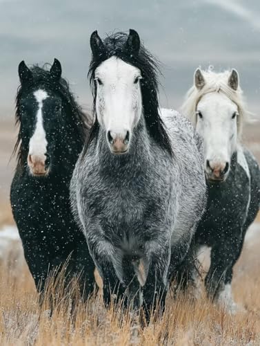 Malen Nach Zahlen Erwachsene Tier, DIY Basteln Erwachsene Leinwand Kit für Wanddeko, Horse Malen Nach Zahlen Mit Pinseln und Acrylfarbe, DIY Paint by Numbers, Geschenke für Frauen, 100x135cm Q-3044 Malen Nach Zahlen Erwachsene Tier, DIY Basteln Erwachsene Leinwand Kit für Wanddeko, Horse Malen Nach Zahlen Mit Pinseln und Acrylfarbe, DIY Paint by Numbers, Geschenke für Frauen, 100x135cm Q-3044 von Generic