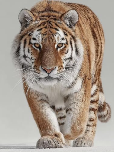 Malen Nach Zahlen Erwachsene Tier, Malen Nach Zahlen Tiger, DIY Basteln Erwachsene Leinwand Kits, DIY Paint by Numbers Adult Kits Mit Pinseln und Acrylfarbe, Geschenk für Wanddeko, 90x120cm X-2944 Malen Nach Zahlen Erwachsene Tier, Malen Nach Zahlen Tiger, DIY Basteln Erwachsene Leinwand Kits, DIY Paint by Numbers Adult Kits Mit Pinseln und Acrylfarbe, Geschenk für Wanddeko, 90x120cm X-2944 von Generic