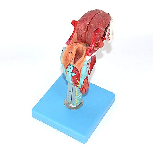 Medizinische Einrichtung Otolaryngologie Menschliches Mundstückmodell des Mundstücks Kehlkopfmodell Kehlkopfmodell/Zunge Medizinische Einrichtung Otolaryngologie Menschliches Mundstückmodell des Mundstücks Kehlkopfmodell Kehlkopfmodell/Zunge von Generic