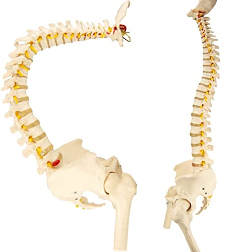Medizinisches Modell der menschlichen Wirbelsäule, 78 cm, Flexibles Rückenmarksmodell mit Ständer, Chiropraktik mit Beck Medizinisches Modell der menschlichen Wirbelsäule, 78 cm, Flexibles Rückenmarksmodell mit Ständer, Chiropraktik mit Beck von Generic