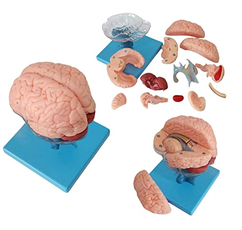 Medizinisches anatomisches Modell des menschlichen Gehirns, abnehmbar, 15 Teile, Gehirnmodell, Hirnstamm, Kleinhirn, Neu von Generic
