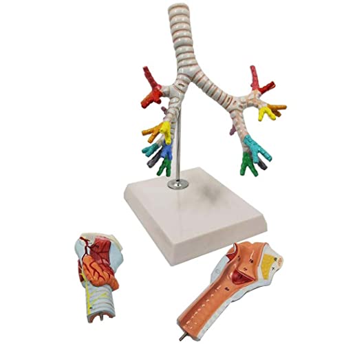 Menschliche Anatomie, Atmungsanatomiemodell, Kehlkopf, Bronchialanatomie, menschlicher Kehlkopf, Baby-Bradle-Breakery-Mo von Generic