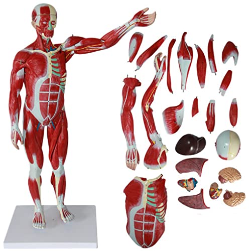 Menschliche Körpermuskeln mit inneren Organen, anatomisches Modell, 80 cm, medizinisches menschliches Muskelgewebemodell von Generic