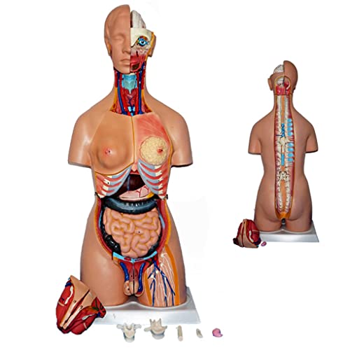 Menschliches Anatomiemodell, 85 cm, Torso-Anatomiemodell, 32 Teile, abnehmbares biuales menschliches Torso-Anatomiemodel von Generic