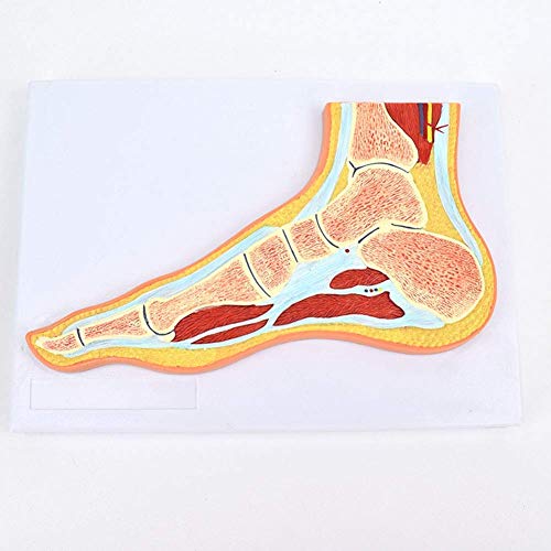 Menschliches Anatomisches Modell Menschliche Anatomie Lebensgroßes FußgelenkmodellKnöchelgelenkstruktur Skelettmuskelmo von Generic