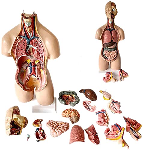 Menschliches Büstenmodell, 55 cm, Torso, Torso, menschliches Körpermodell, torakisches Diaphragma, Herz, anatomisch, PVC Menschliches Büstenmodell, 55 cm, Torso, Torso, menschliches Körpermodell, torakisches Diaphragma, Herz, anatomisch, PVC von Generic