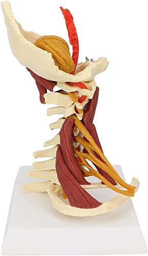 Menschliches Halssäulenmodell 1: 1 Wirbelsäulenmodelle Sieben Halswirbel des menschlichen Spinalnervs Lehrmodell Menschl von Generic