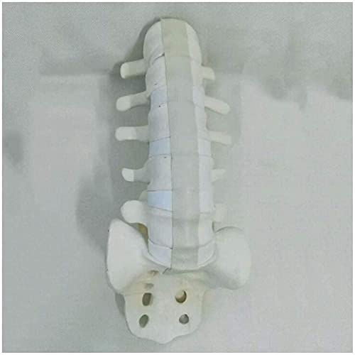 Menschliches Lendenwirbelsäulenmodell, PVC, Lendenwirbelsäule, menschliches Skelett, Wirbelsäulenmodell, Lendenwirbelsä von Generic