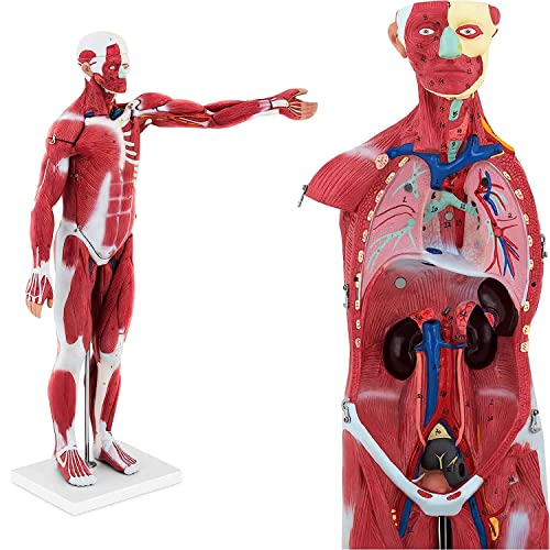 Menschliches Muskelmodell, Uni-Medizinlehre, abnehmbar, 78 cm, menschliche Muskelstruktur, Gewebe, inneres Organ, Anatom von Generic