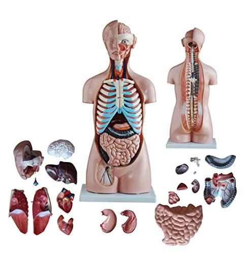 Menschliches Torso-Modell, 85 cm Menschliches Aual-Torso-Modell 20 Teile Torso-Anatomiemodell Halbkörper mit inneren Org von Generic