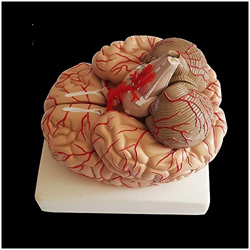Menschliches anatomisches Gehirnmodell – Lebensgroßes menschliches Gehirnanatomiemodell – menschliches Organanatomiemode von Generic