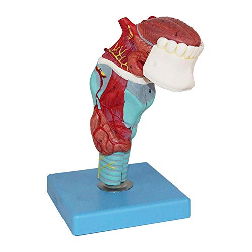 Menschliches anatomisches Modell, menschlicher Kehlkopf mit Luftröhre, Zunge, Zahn, anatomisches Modellaryngeal, Zunge u von Generic