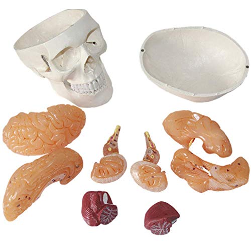 Menschliches anatomisches Modell, menschlicher Schädel, Modell eines Schädels mit Gehirn, Modell mit digitalem, abnehmba von Generic