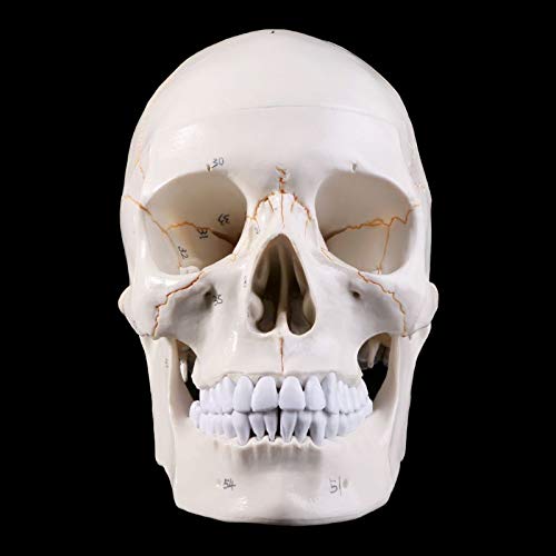Menschliches anatomisches Schädelmodell, 3-teilig, Lebensgröße, menschlicher Kopf, Schädel, anatomisches Modell, Nachbil von Generic