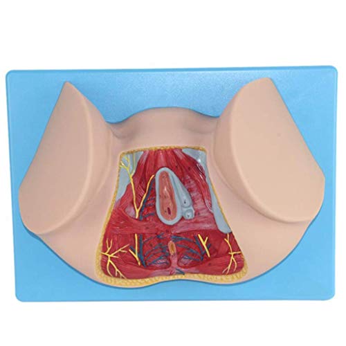 Menschliches weibliches perineales Anatomiemodell, menschliches reproduktives anatomisches Modell, medizinisches Lehrmi von Generic