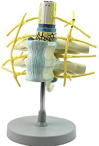 Modell Anatomisches Modell der menschlichen Wirbelsäule – spinalnervenfreundliches Modell für medizinische Ausbildungshi von Generic