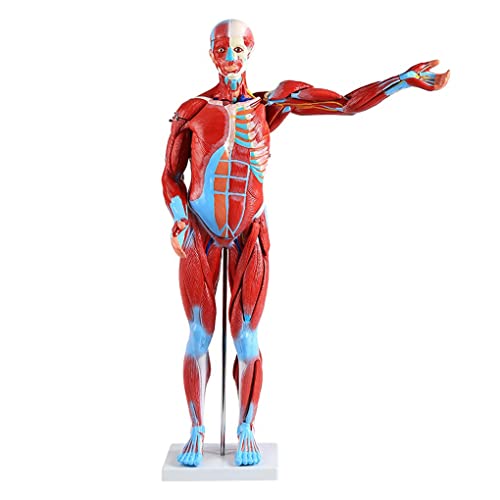 Modell der menschlichen Muskelanatomie, 80 cm, internes anatomisches Organmodell des Rumpfes, 27 Teile, mit abnehmbarem von Generic