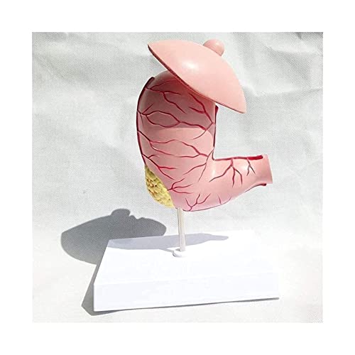 Modell für Magenerkrankungen. Anatomisches Modell für menschliche Organe. Anatomisches Modell für menschliche Organe. An von Generic