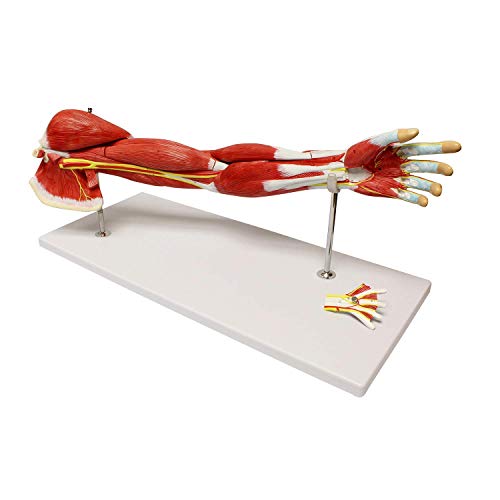Muskelarmmodell Menschlicher Arm Anatomisches Muskelmodell Anatomiearmmodell LINKER ARMMODELL 7-teiliges Schulteranatomi von Generic