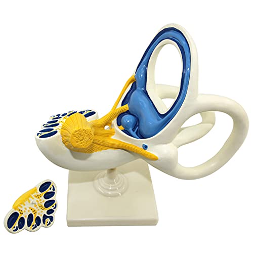 Ohrmodell, Labyrinthmodell, halbkreisförmiger Cochlea-Kanal, medizinische anatomische innere Struktur des Ohrs, Modell e von Generic