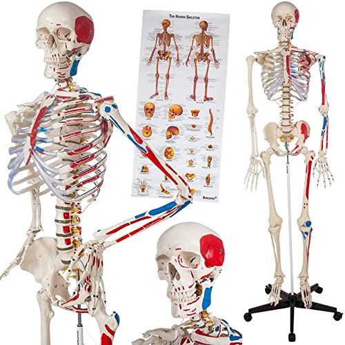Originales Skelettmodell, Skelettgröße Nature. Anatomisches Modell des menschlichen Skeletts - Skelett + Muskelmarkierun von Generic