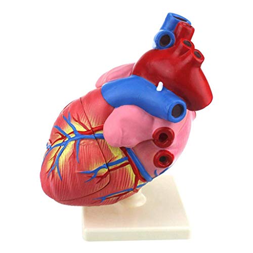 Pädagogisches Modell, anatomisches Modell des menschlichen Herzens, 3-Fach vergrößertes Modell des menschlichen Herzens von Generic