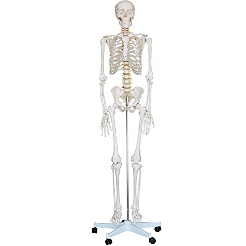 Professionelles menschliches Anatomie-Skelettmodell, 1,8 m, mit Ständer, lebensgroßes, bewegliches Kunststoffskelett für von Generic