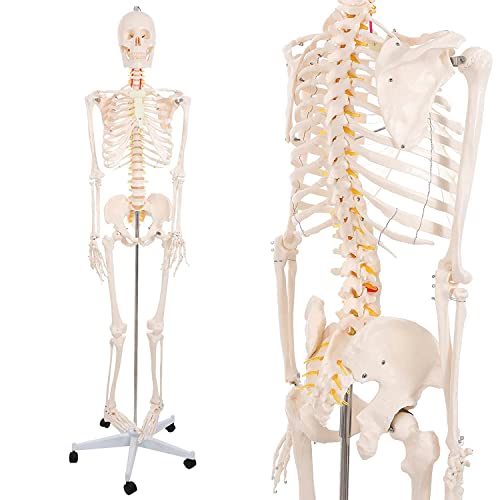 Skelettständer, 180 cm, lebensgroßes Modell, stehende menschliche Skelette, Ganzkörperanatomie, gelenkig, anatomisch, tr von Generic