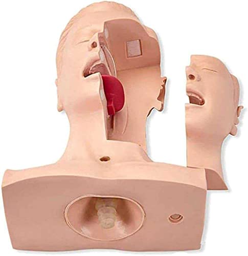Sputum saugen Übungsmodell Anatomisches Intubationsmodell Atemwegsmanagement-Trainer Saugrohr l Orale Anatomie Sputum sa von Generic