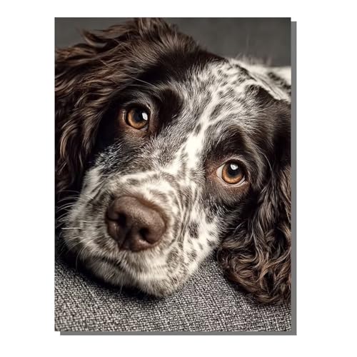 Tier Malen Nach Zahlen Erwachsene, Hund Paint by Numbers Adult Anfänger Kreativ Set, Heimwerk Malen Nach Zahlen Kinder Mit Rahmen, Pinsel und 36 Acrylfarbe Als für Deko Wohnzimmer 60 x 80 cm ZBSDK82 Tier Malen Nach Zahlen Erwachsene, Hund Paint by Numbers Adult Anfänger Kreativ Set, Heimwerk Malen Nach Zahlen Kinder Mit Rahmen, Pinsel und 36 Acrylfarbe Als für Deko Wohnzimmer 60 x 80 cm ZBSDK82 von Generic